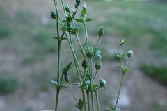 Arenaria serpyllifolia