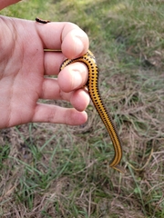 Diadophis punctatus punctatus