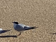 Thalasseus sandvicensis