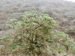Lupinus arboreus