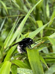 Bombus volucelloides