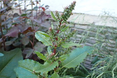 Rumex obtusifolius