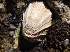 Scutellastra granularis