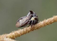 Acanthuchus trispinifer