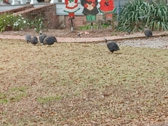 Numida meleagris domesticus