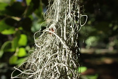 Usnea dasopoga