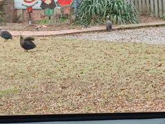 Numida meleagris domesticus