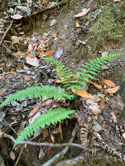 Polystichum californicum
