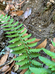 Polystichum californicum