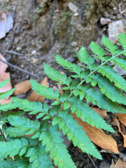Polystichum californicum