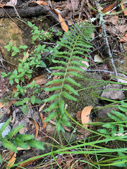 Polystichum californicum