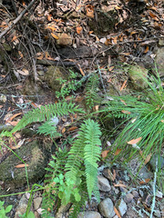Polystichum californicum