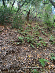 Polystichum californicum