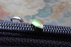 Sinopla perpunctatus