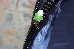 Sinopla perpunctatus