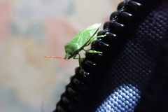 Sinopla perpunctatus