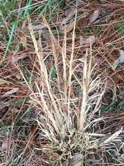 Andropogon gyrans