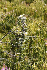 Helichrysum foetidum