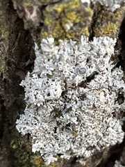 Physcia millegrana