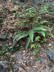 Polystichum californicum