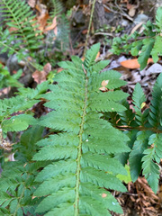 Polystichum californicum