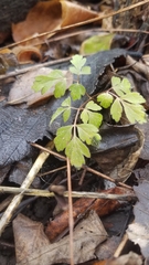 Chaerophyllum procumbens