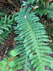 Polystichum californicum