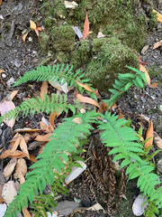Polystichum californicum