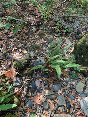 Polystichum californicum