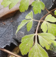 Chaerophyllum procumbens