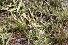 Stenotaphrum secundatum