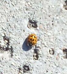 Harmonia axyridis