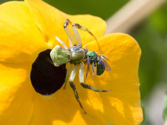 Misumenoides
