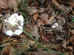 Hygrophorus subsordidus