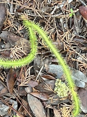 Lycopodiales