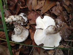 Hygrophorus subsordidus