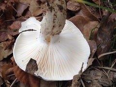 Hygrophorus subsordidus