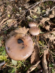 Gomphidius oregonensis