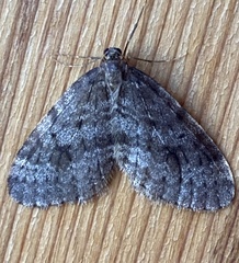 Operophtera occidentalis