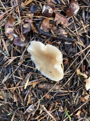 Clitocybe fragrans
