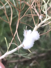 Rhopalomyia floccosa