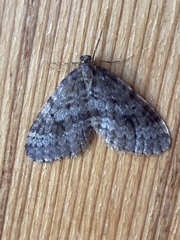 Operophtera occidentalis