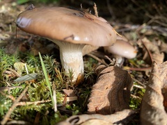 Gomphidius oregonensis