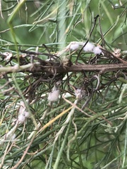 Rhopalomyia floccosa