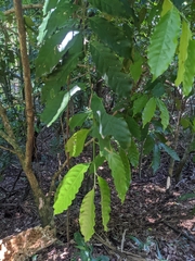 Coffea arabica