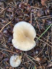 Clitocybe fragrans