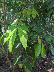 Coffea arabica