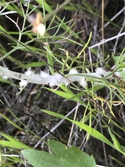 Rhopalomyia floccosa