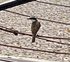 Pitangus sulphuratus