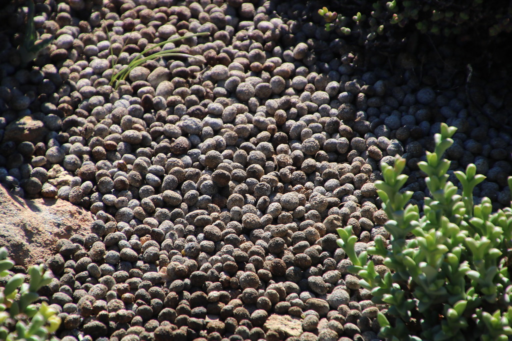 Smith's Red Rock Hare